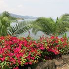 Bougainvillean am Kivusee