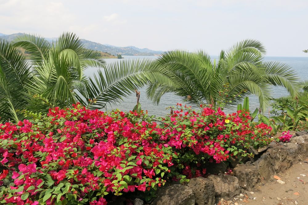 Bougainvillean am Kivusee