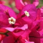 Bougainvillean