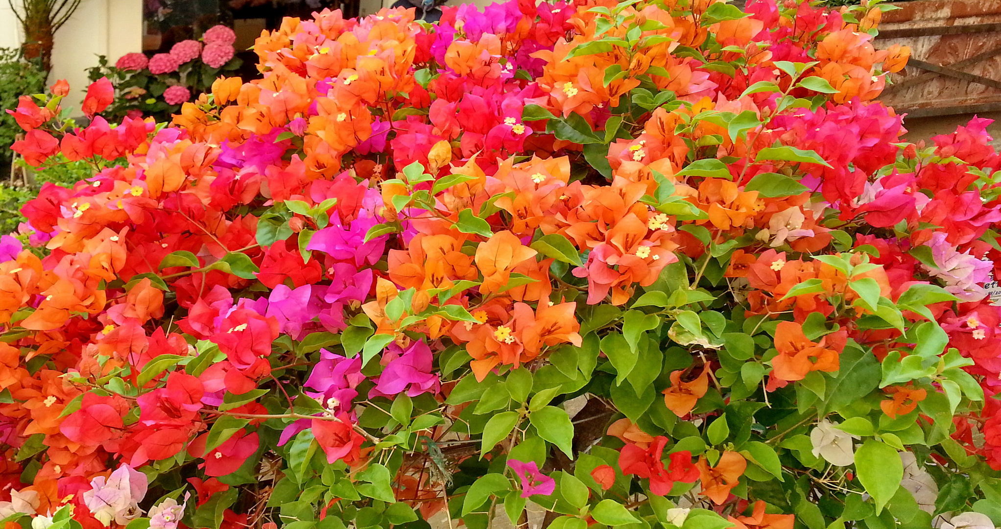 Bougainvilleas