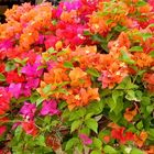 Bougainvilleas