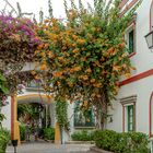 Bougainvilleas Blütenpracht