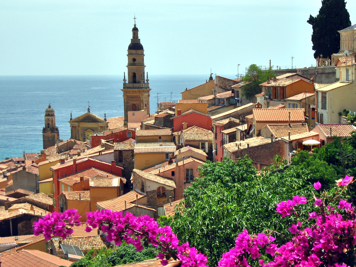 Bougainvilleas