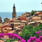 Bougainvilleas