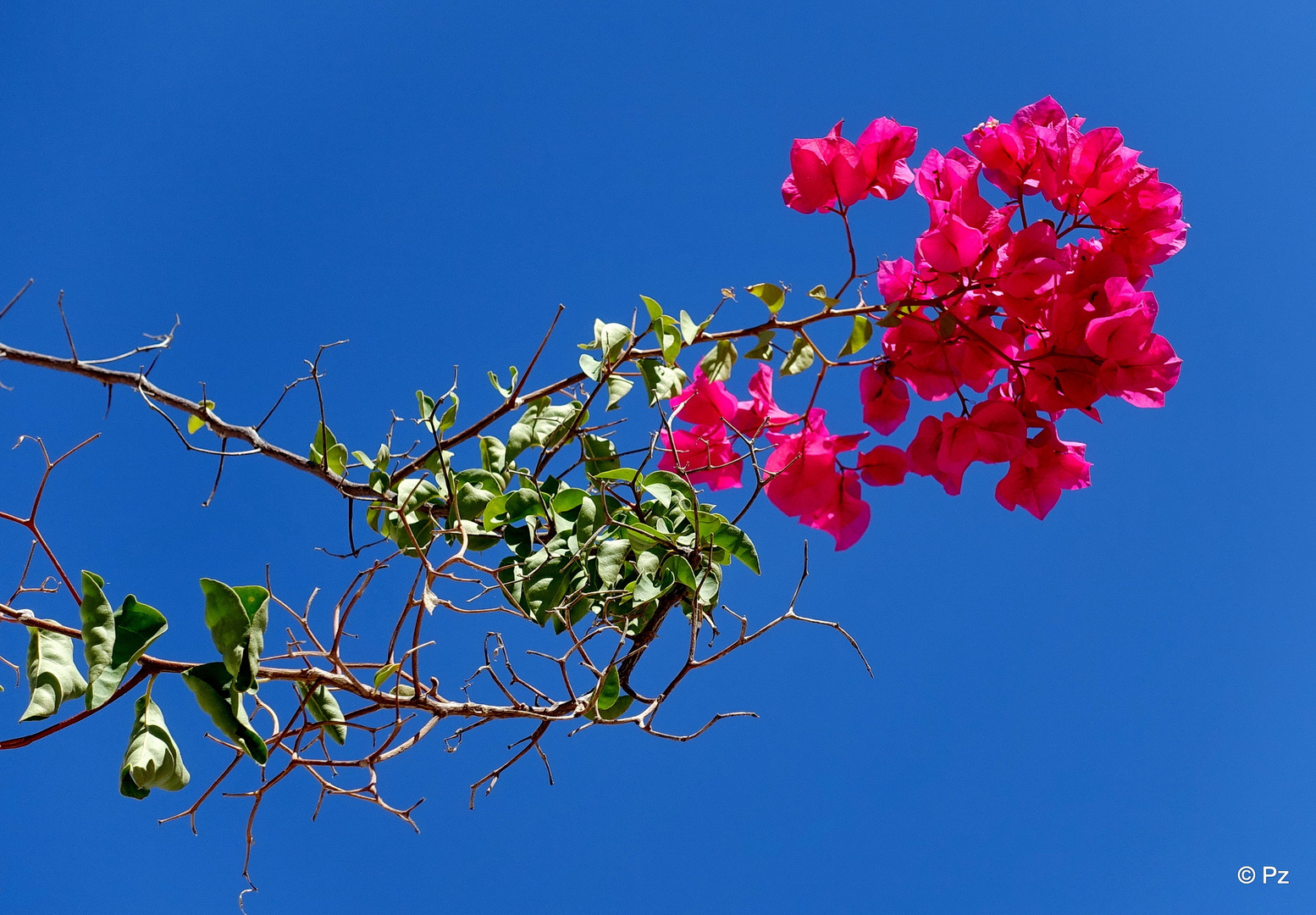 Bougainvilleazweig ...