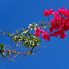 Bougainvilleazweig ...