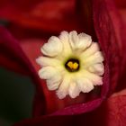 Bougainvilleblüte