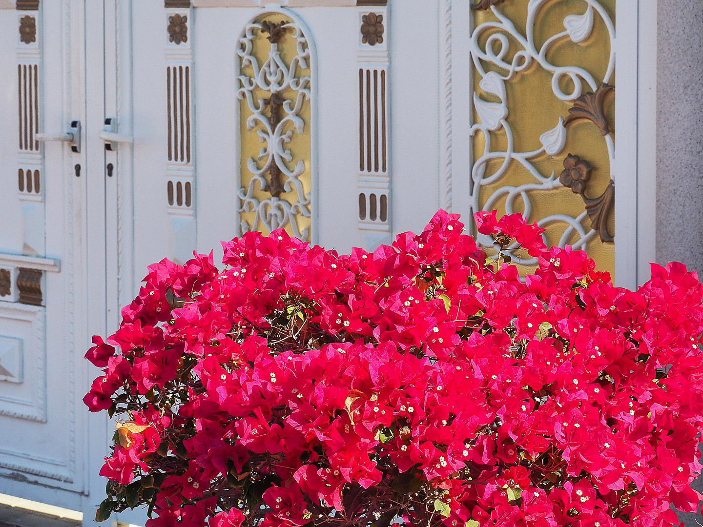 Bougainvillée