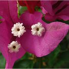 Bougainvillee (3Blüten)