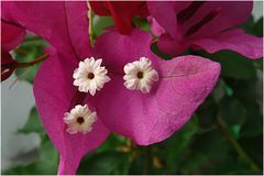 Bougainvillee (3Blüten)