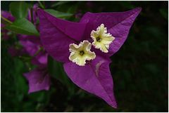 Bougainvillee