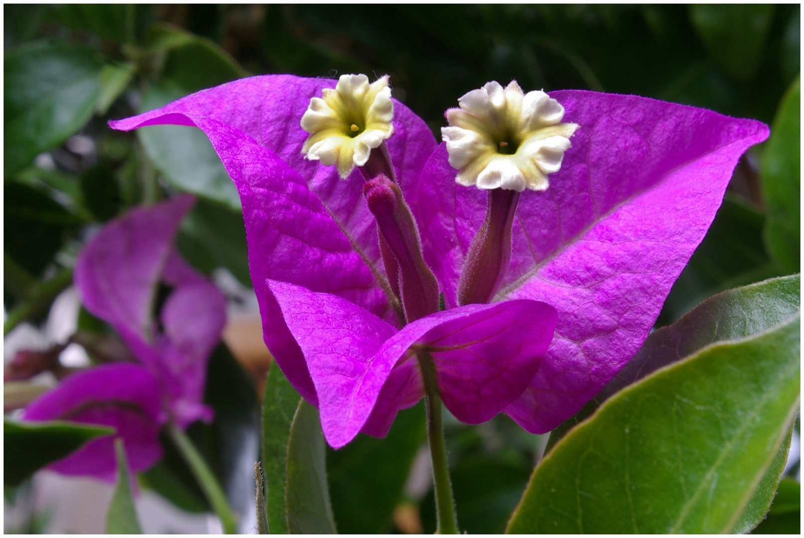 Bougainvillee