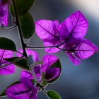 Bougainvillee im Gegenlicht