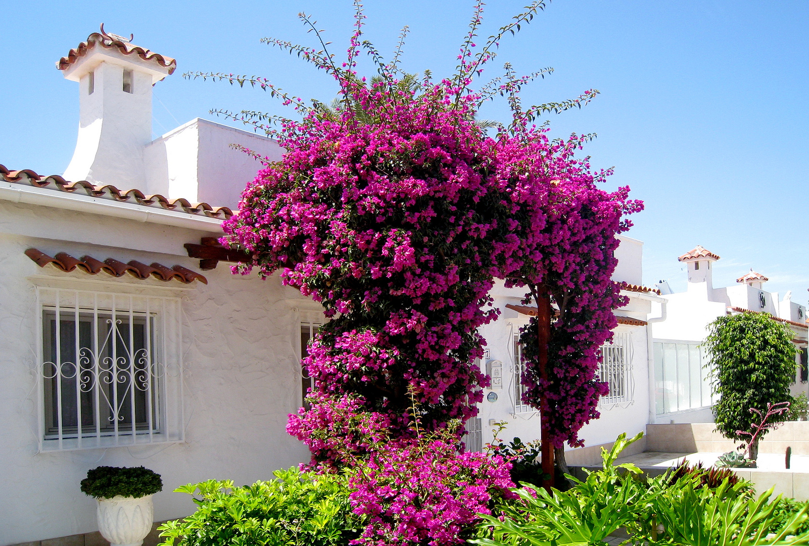 Bougainvilleen-Pracht ...