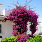 Bougainvilleen-Pracht ...