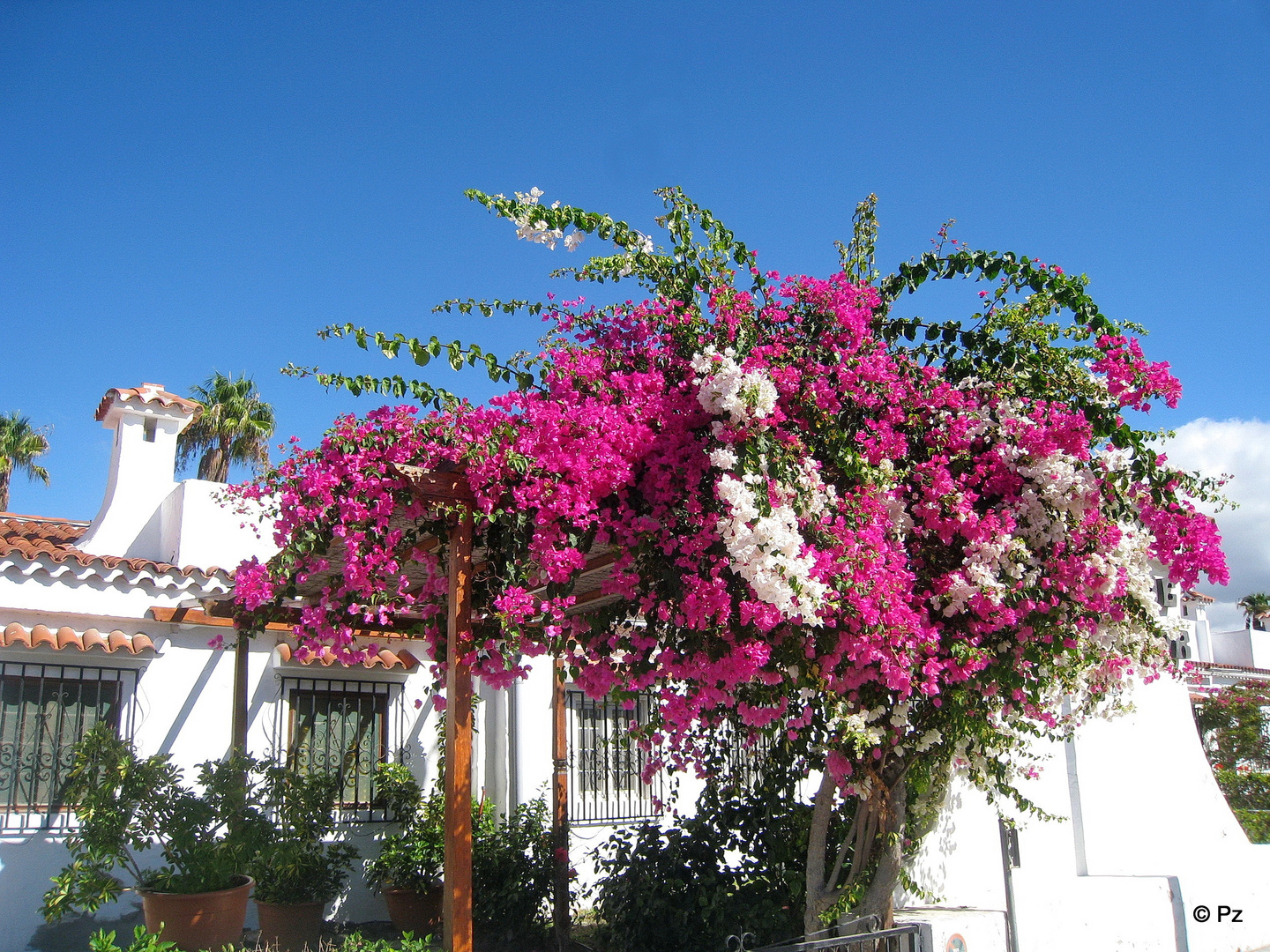 Bougainvilleenpracht ...