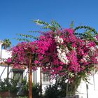 Bougainvilleenpracht ...