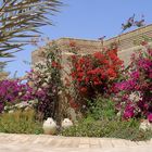 Bougainvillées