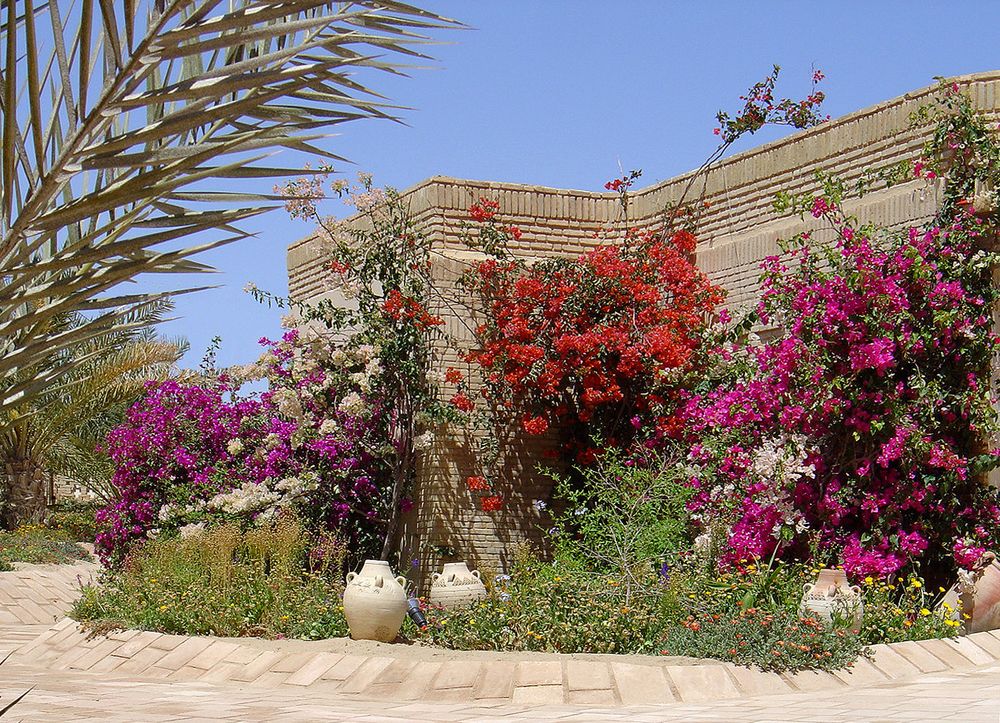 Bougainvillées