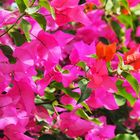 Bougainvillées