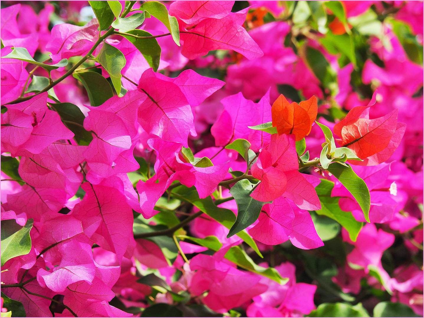 Bougainvillées