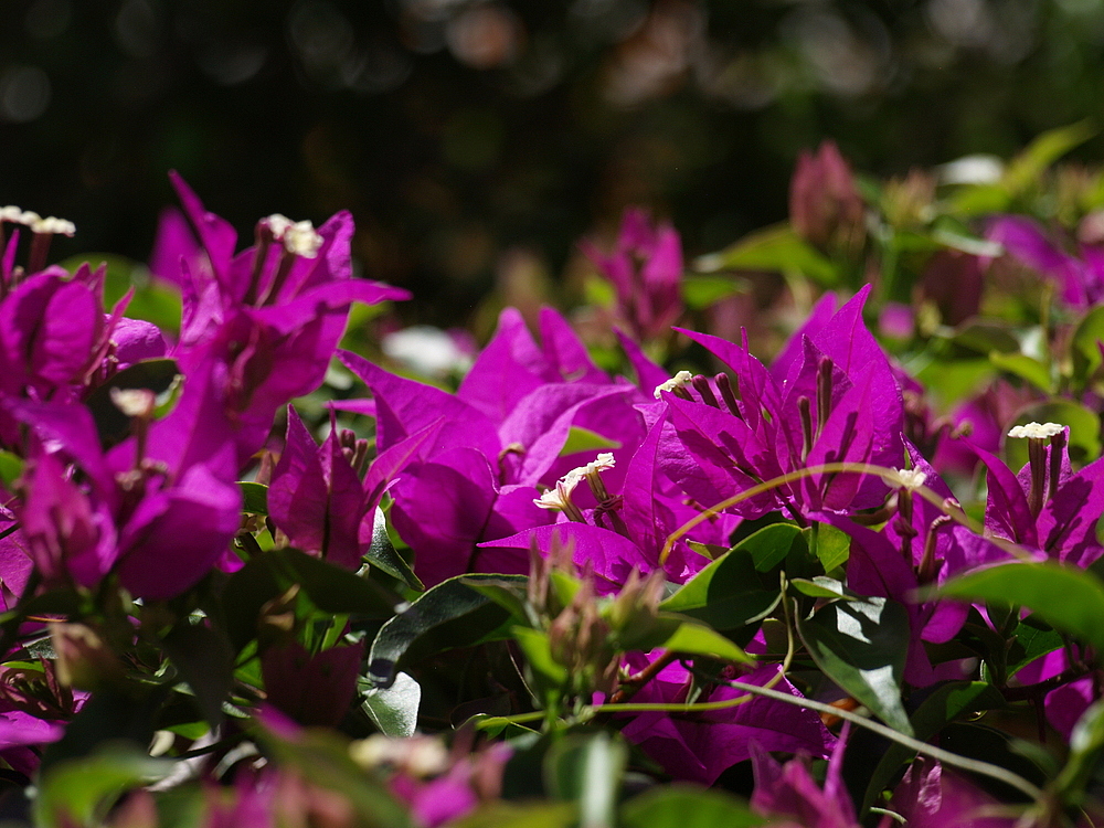 Bougainvillées --- Bougainvillea