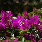 Bougainvillées --- Bougainvillea