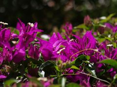 Bougainvillées --- Bougainvillea