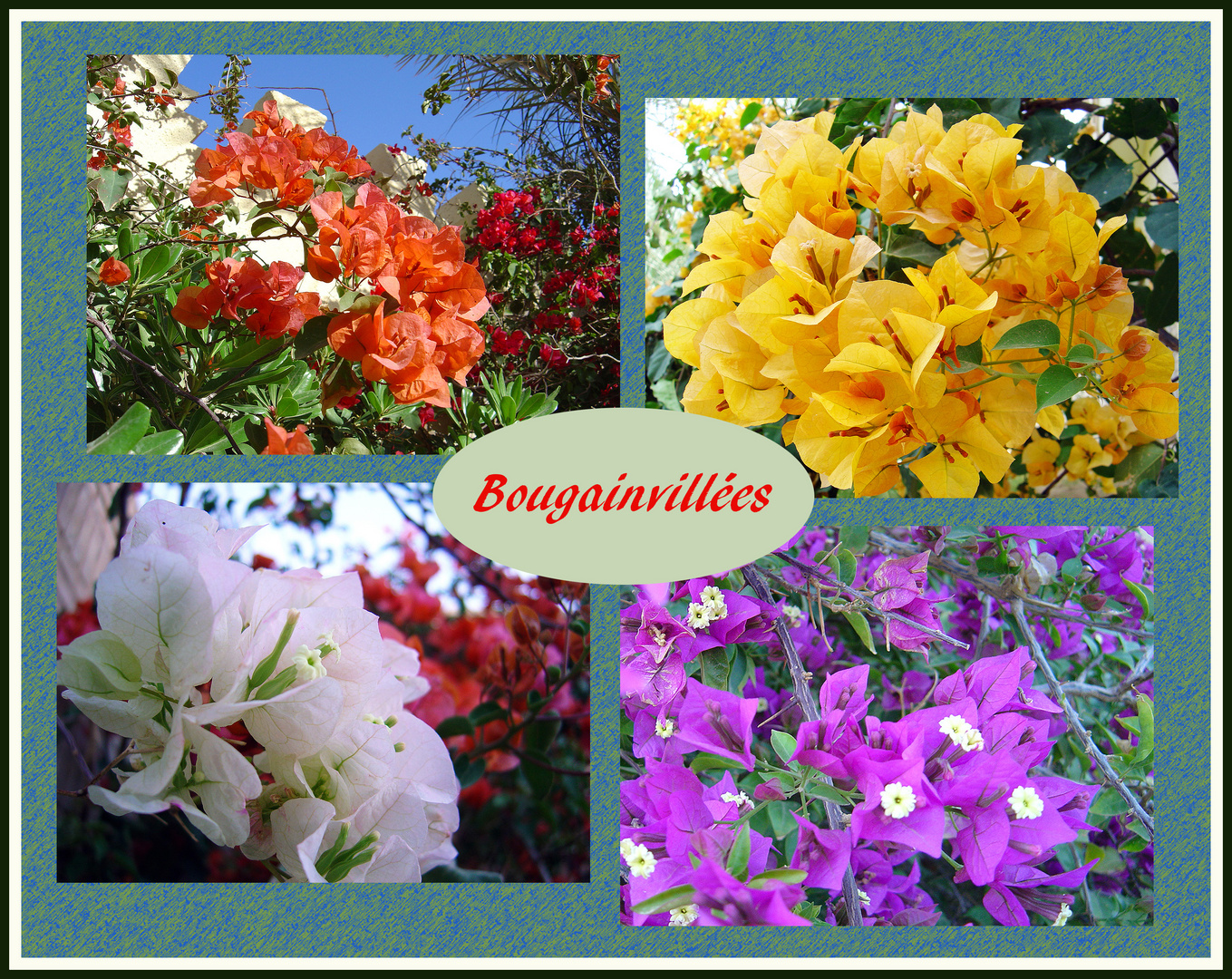 Bougainvillées multicolores