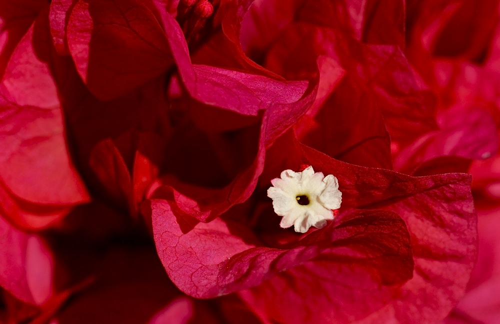 Bougainvillen Blüte