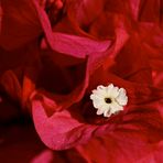 Bougainvillen Blüte