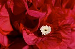 Bougainvillen Blüte