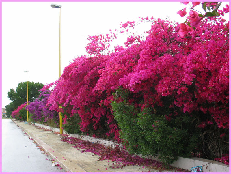 Bougainvillen in Sicilien - gesehen am Straßenrand.