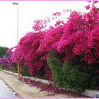 Bougainvillen in Sicilien - gesehen am Straßenrand.