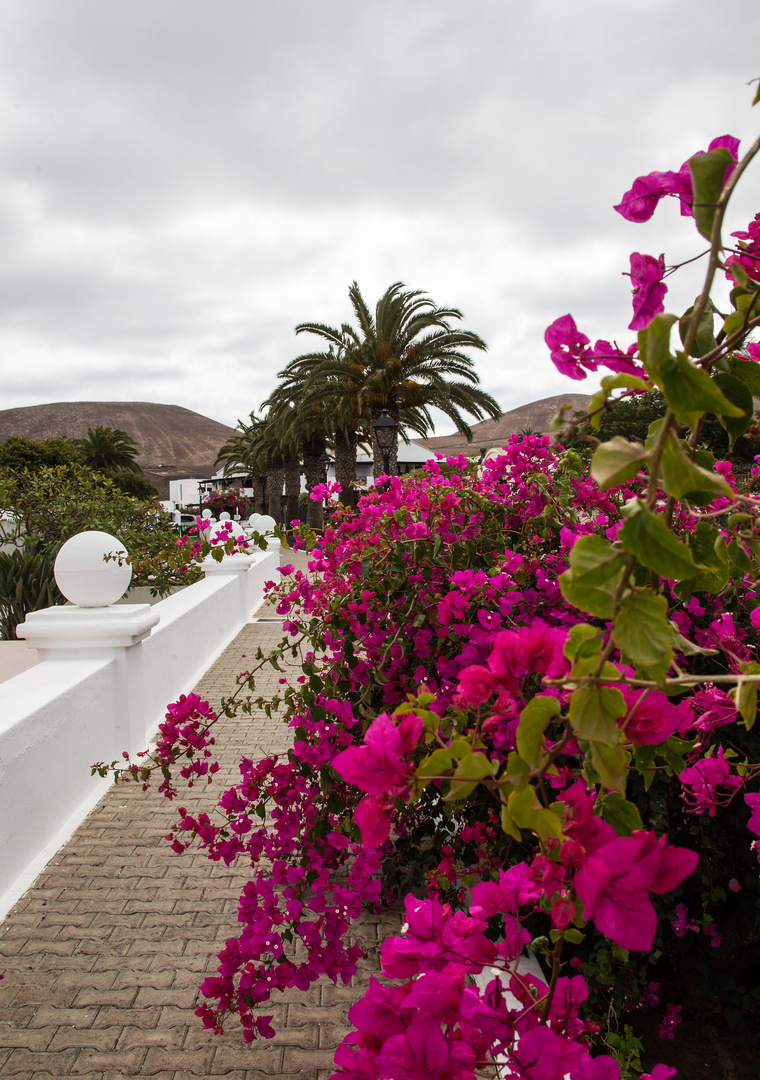 Bougainvilles ...