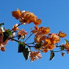 bougainvillezweig