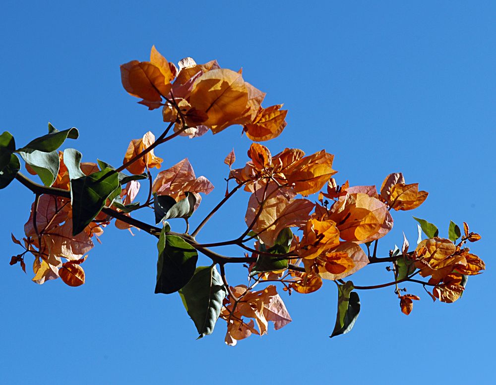 bougainvillezweig