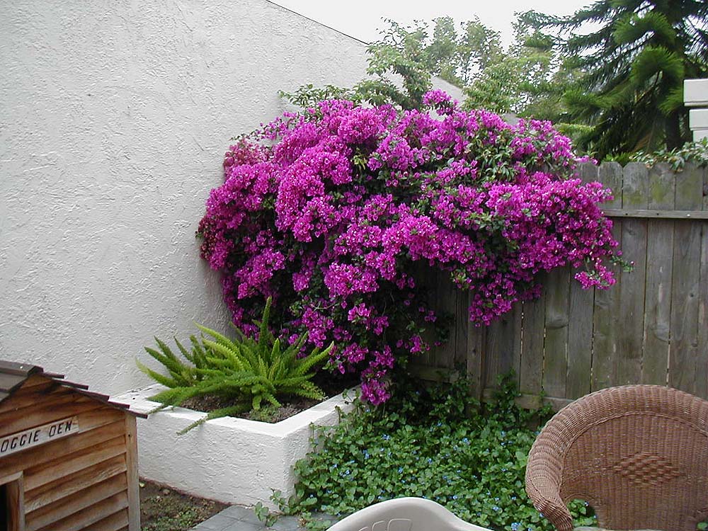 Bougainvillia