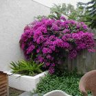 Bougainvillia