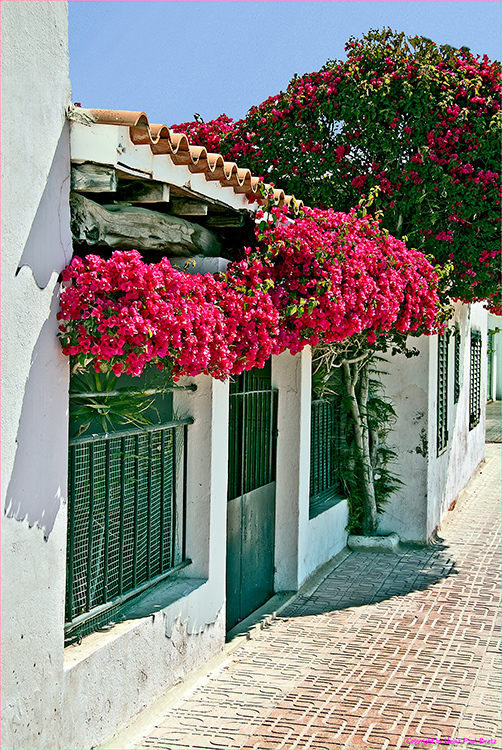 Bougainvillia en Sant Antoni