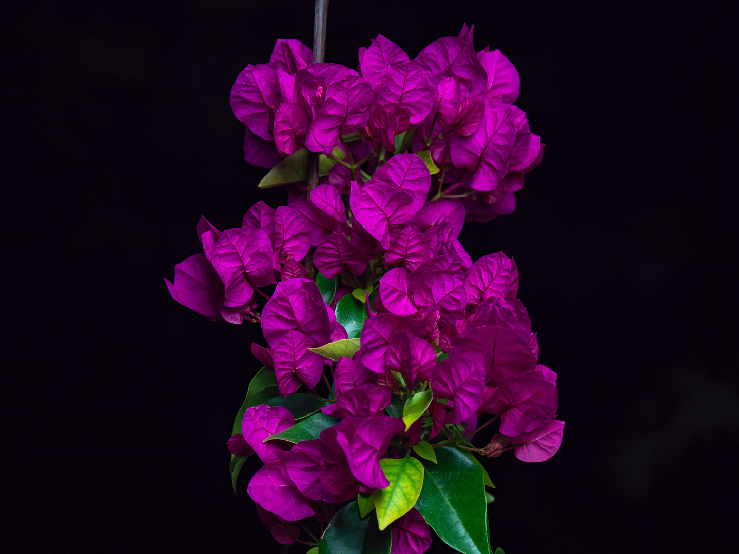 Bougainvillia in der Nacht