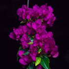 Bougainvillia in der Nacht