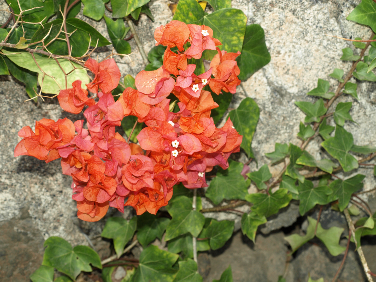 Bougainvillie oder Drillingsblume