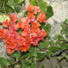 Bougainvillie oder Drillingsblume