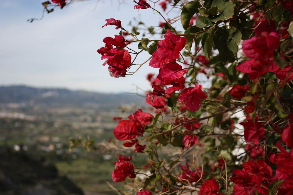 Bougainvillier