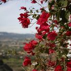 Bougainvillier