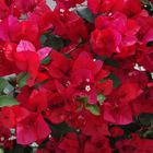 Bougainvillier