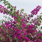 Bougainvillier