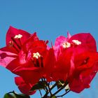 Bougainvillier