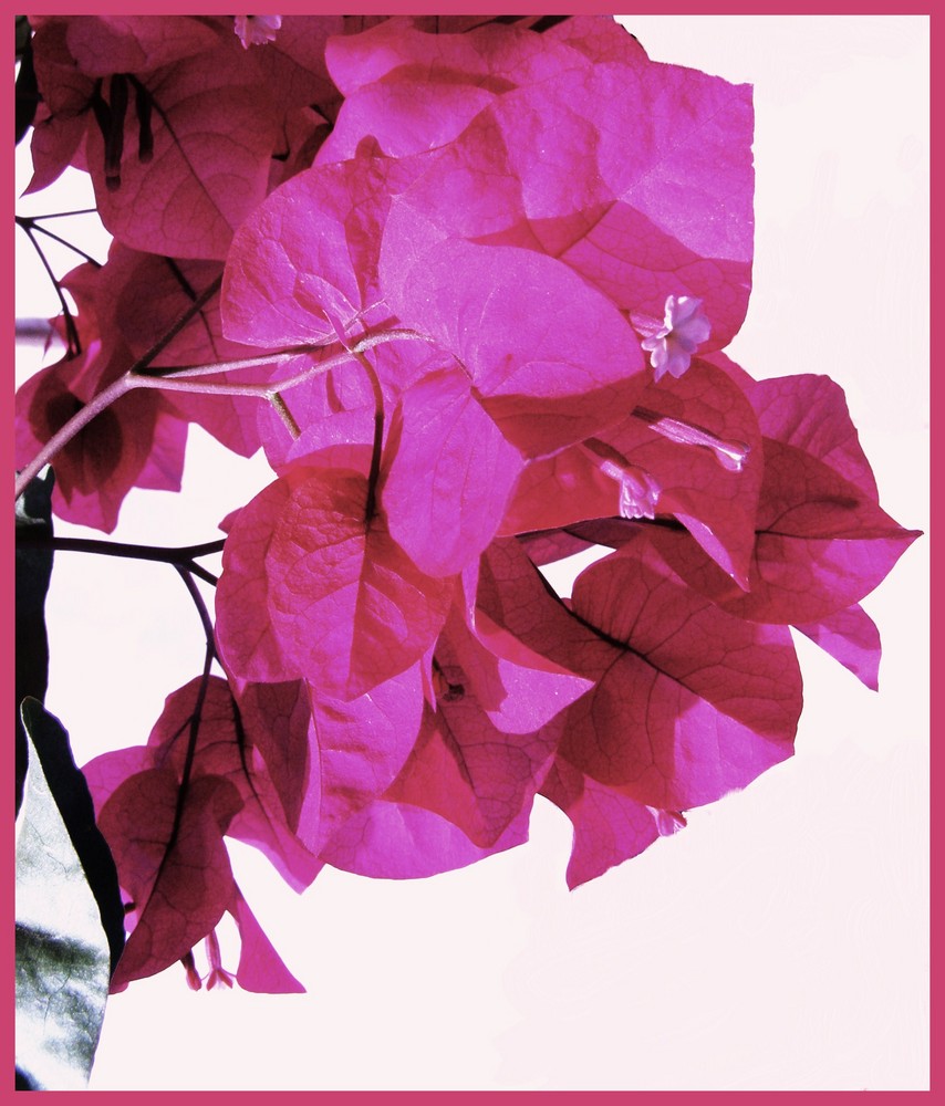 bougainvillier